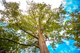 Best Lawn Grading and Leveling  in Fruitland, MD