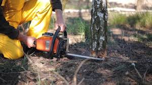 Best Tree Removal  in Fruitland, MD