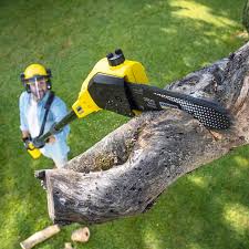 Best Firewood Processing and Delivery  in Fruitland, MD