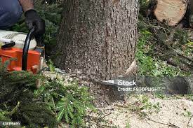 Best Tree Cabling and Bracing  in Fruitland, MD