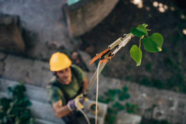 How Our Tree Care Process Works  in  Fruitland, MD
