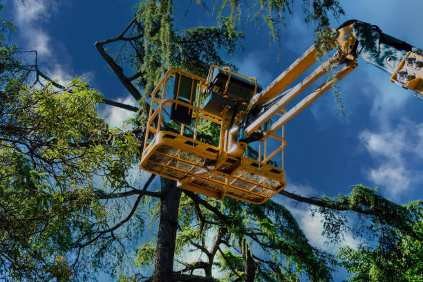 Best Lawn Dethatching  in Fruitland, MD