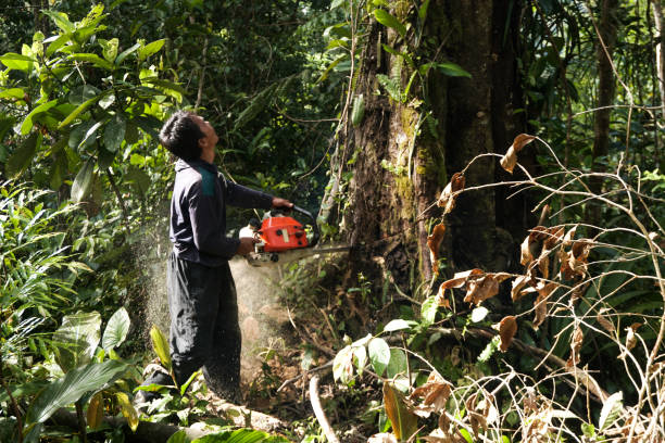 Best Hazardous Tree Removal  in Fruitland, MD
