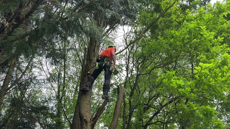 Best Arborist Consultation Services  in Fruitland, MD