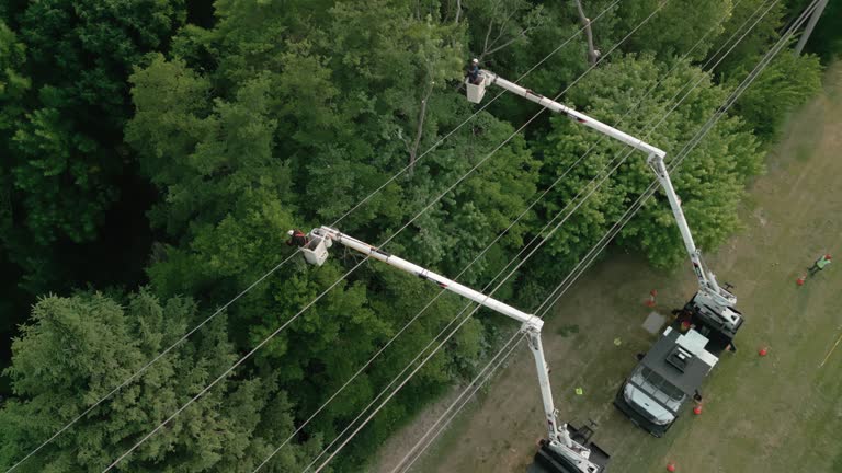 Best Seasonal Cleanup (Spring/Fall)  in Fruitland, MD