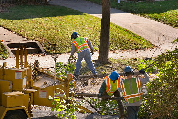 Best Tree Preservation Services  in Fruitland, MD