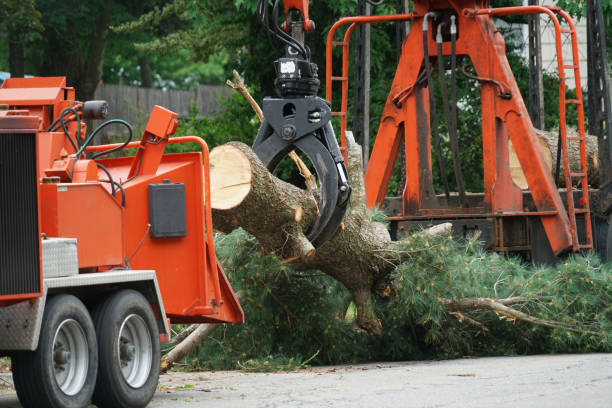 Best Lot and Land Clearing  in Fruitland, MD