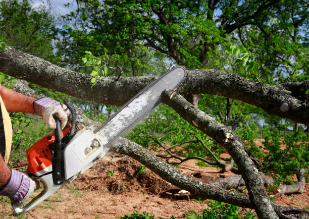 Best Tree Disease Treatment  in Fruitland, MD