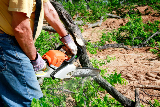 Best Root Management and Removal  in Fruitland, MD